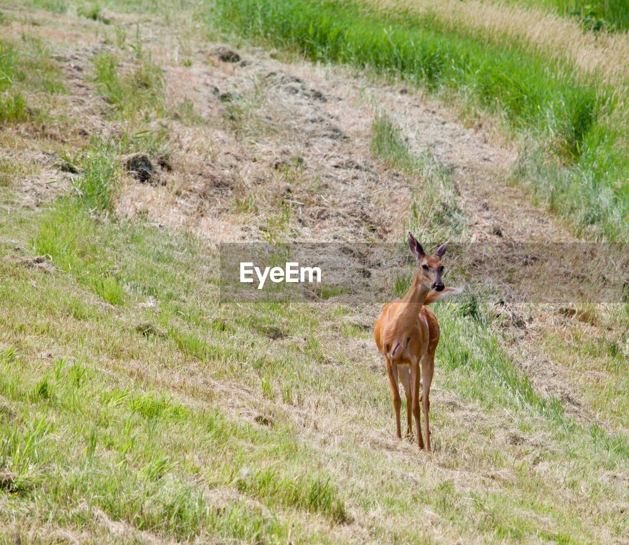 HORSE ON LAND