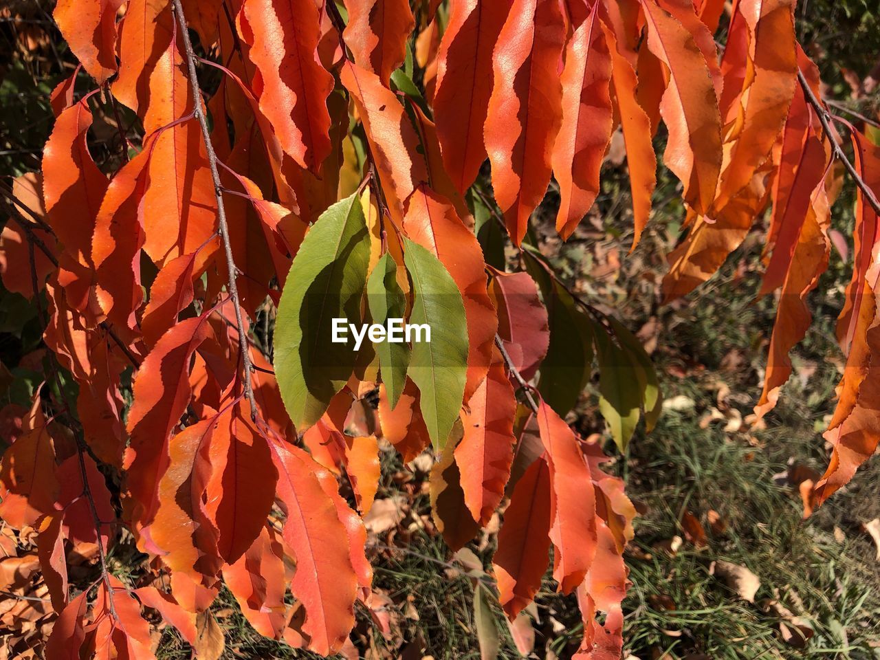 Close-up of autumn leaves on field