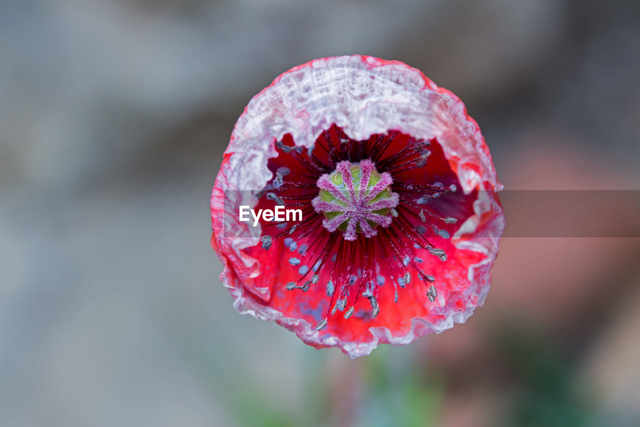 Close-up of red poppy