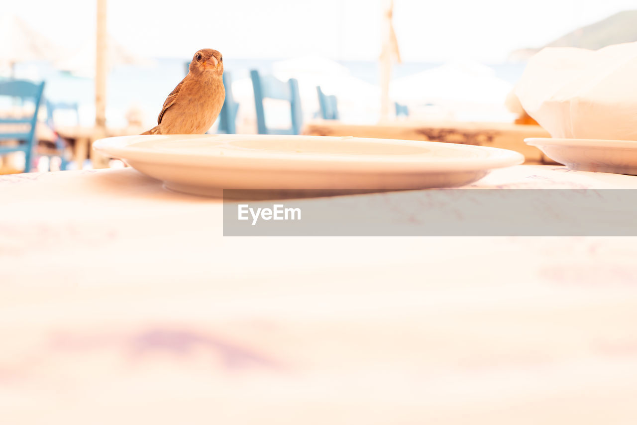 Sparrow landed on table, closeup with burned background