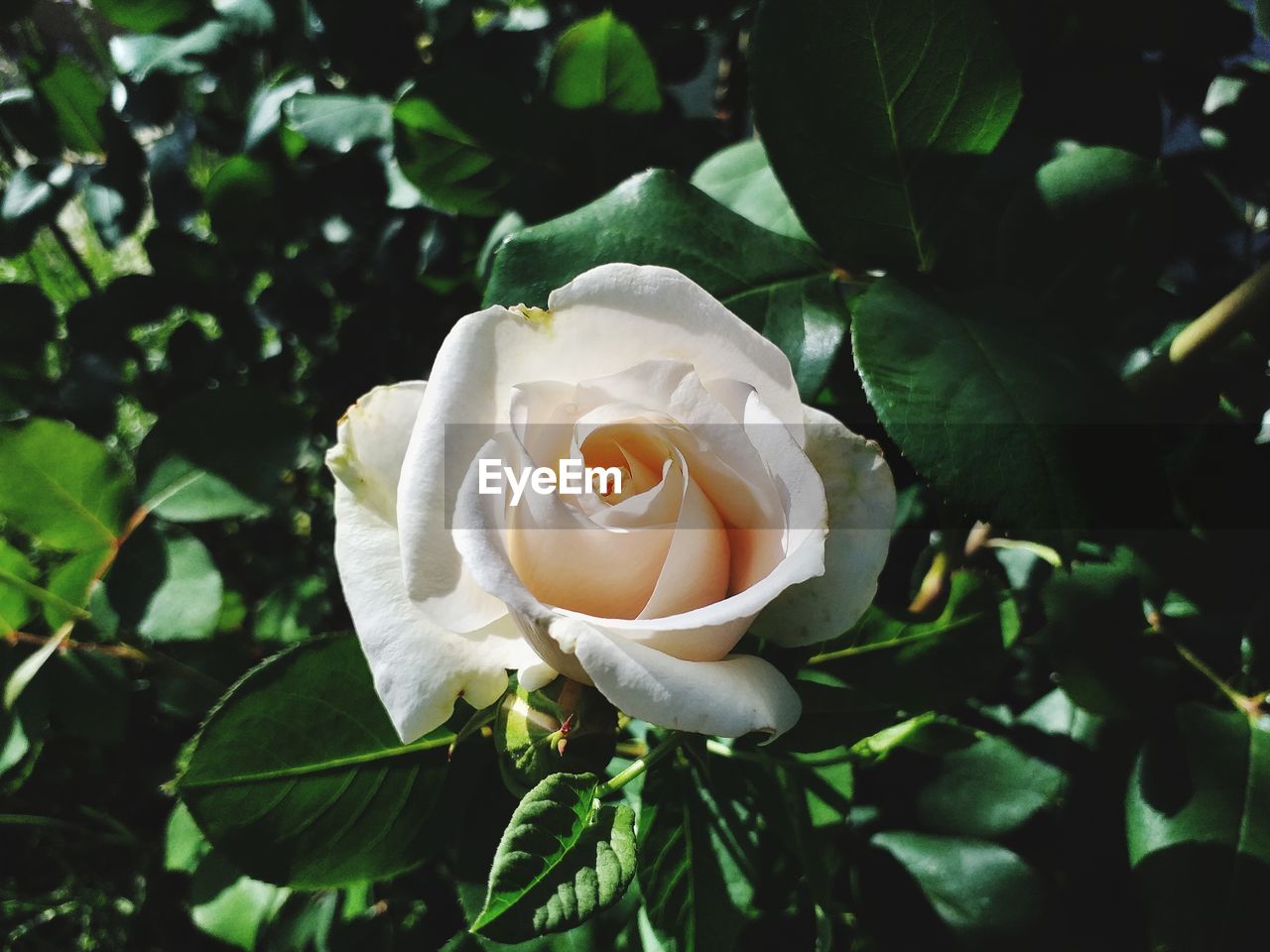 Close-up of white rose roses