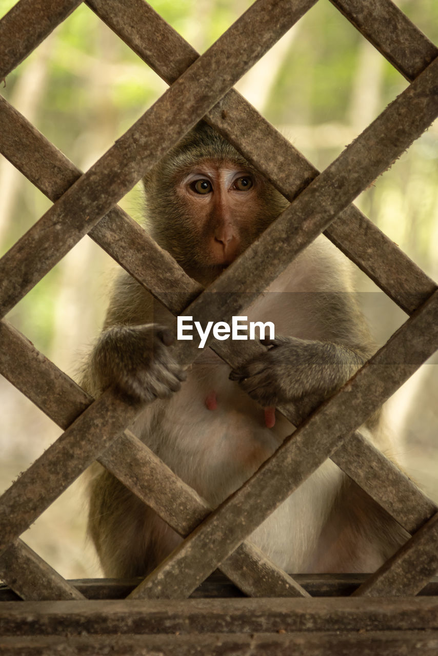 Long-tailed macaque sits gripping wooden trellis window
