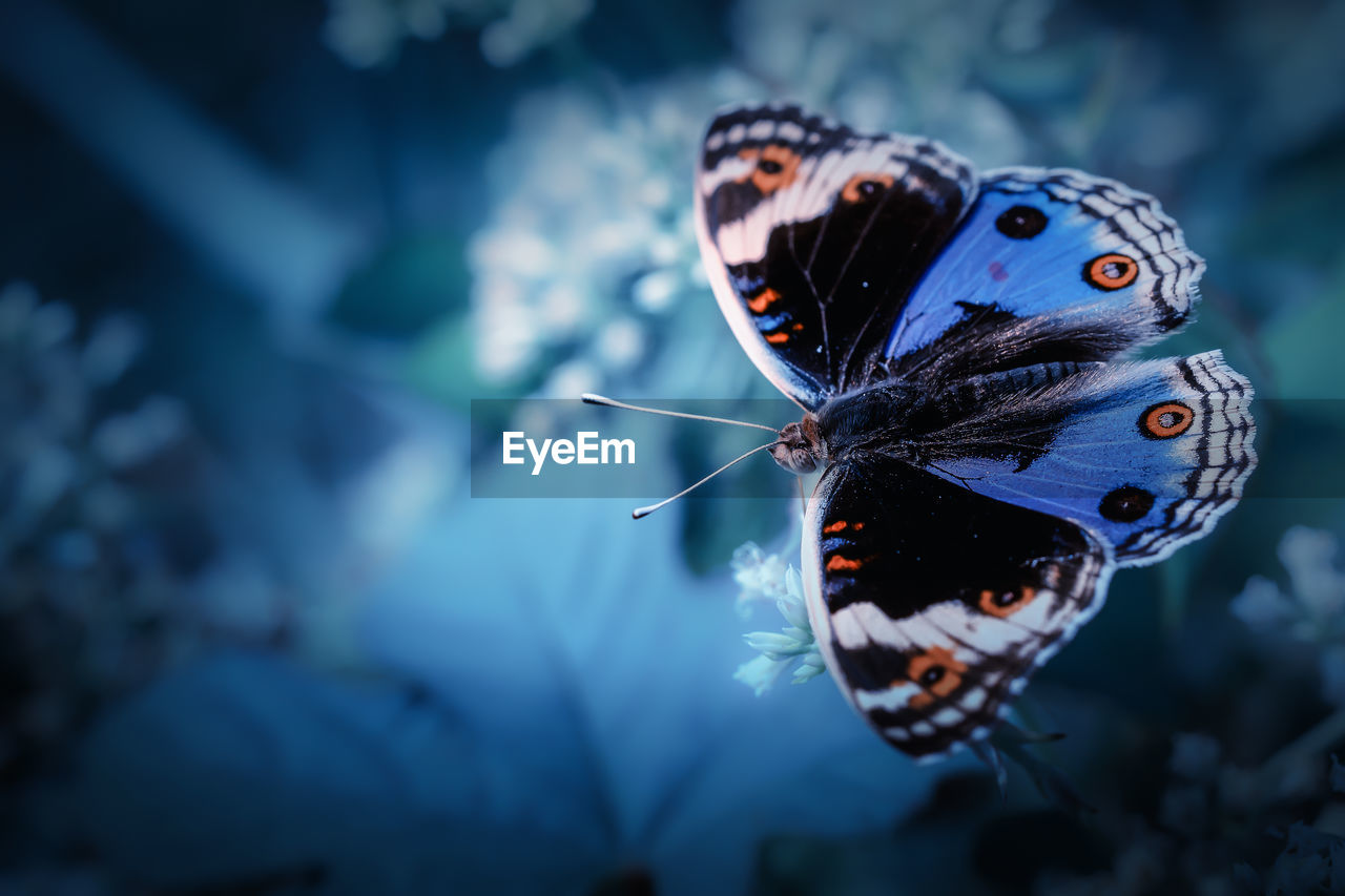 Beautiful macro moody of colorful butterfly on a wild flowers