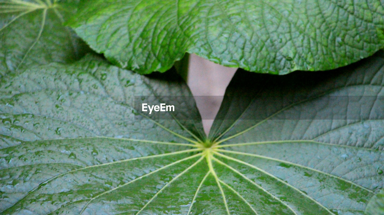 Full frame shot of wet leaves