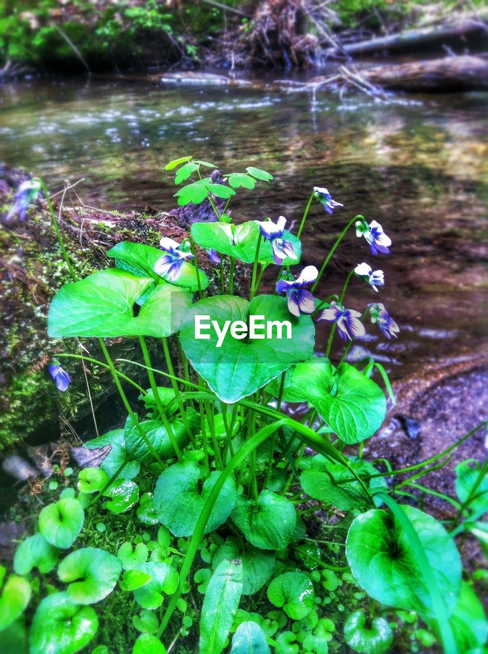 PURPLE FLOWERS IN POND