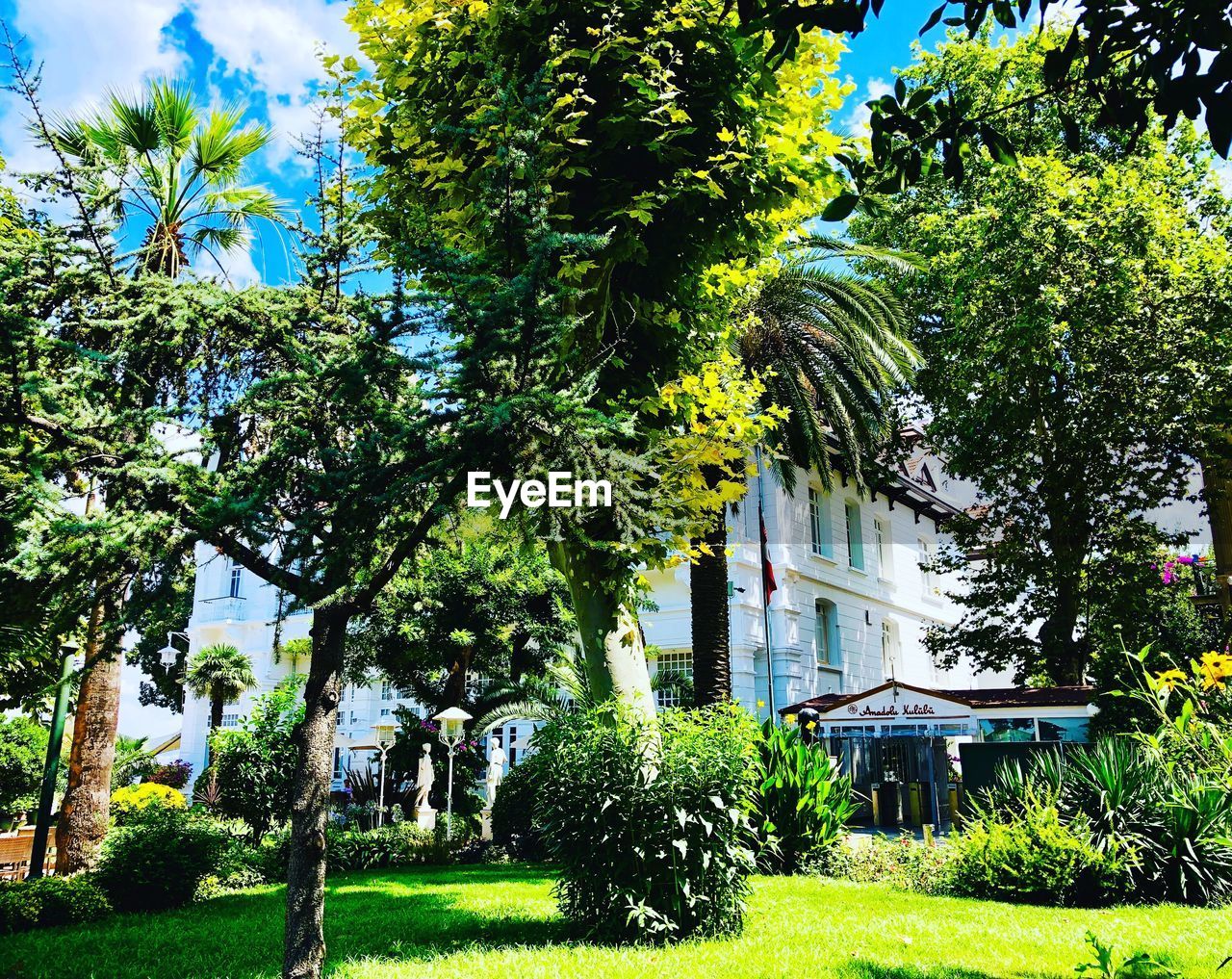 TREES IN PARK AGAINST BUILDING