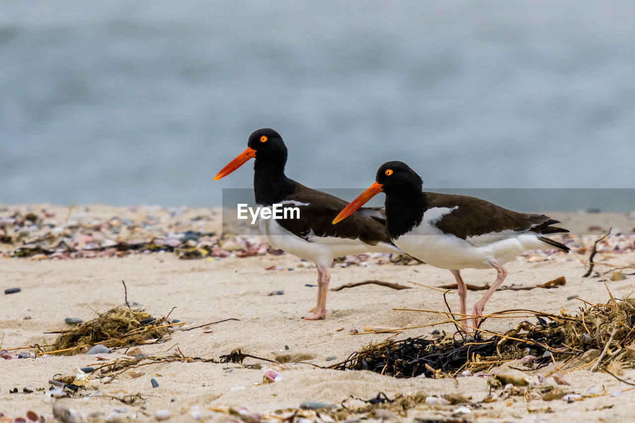 BIRDS ON BEACH