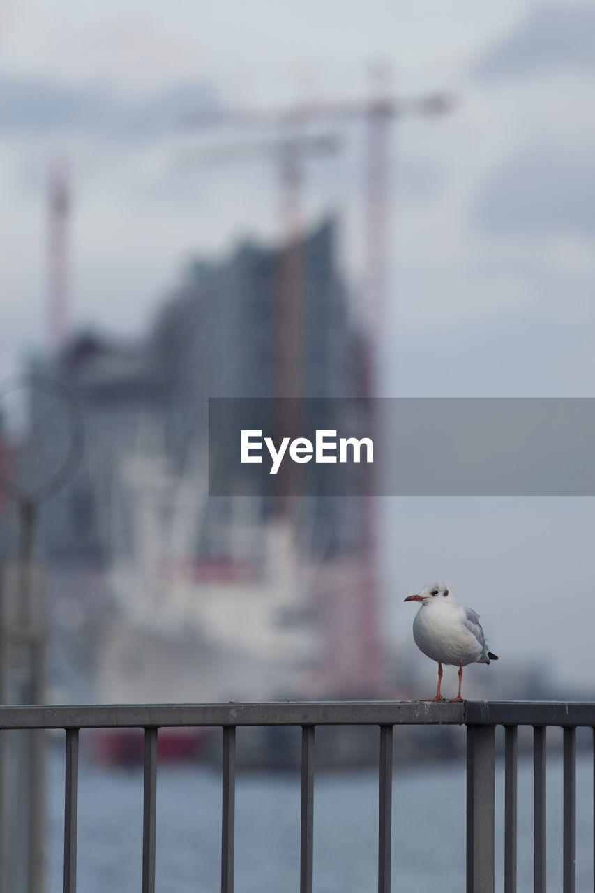 SEAGULLS PERCHING ON RAILING AGAINST SKY