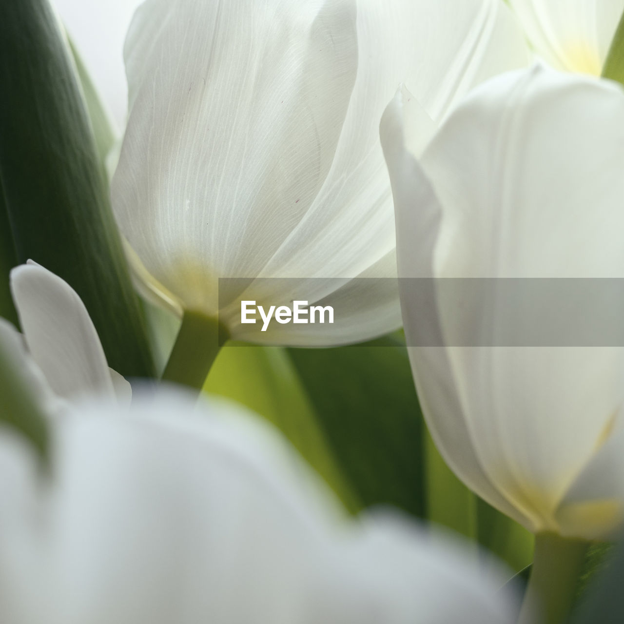 Close-up of white lily