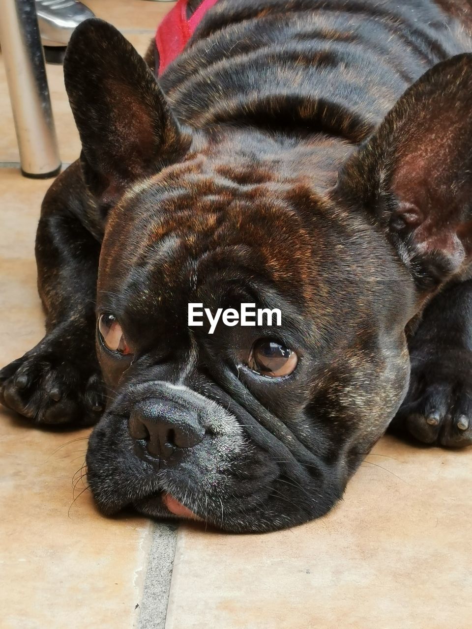 CLOSE-UP PORTRAIT OF A DOG RESTING ON A HOME