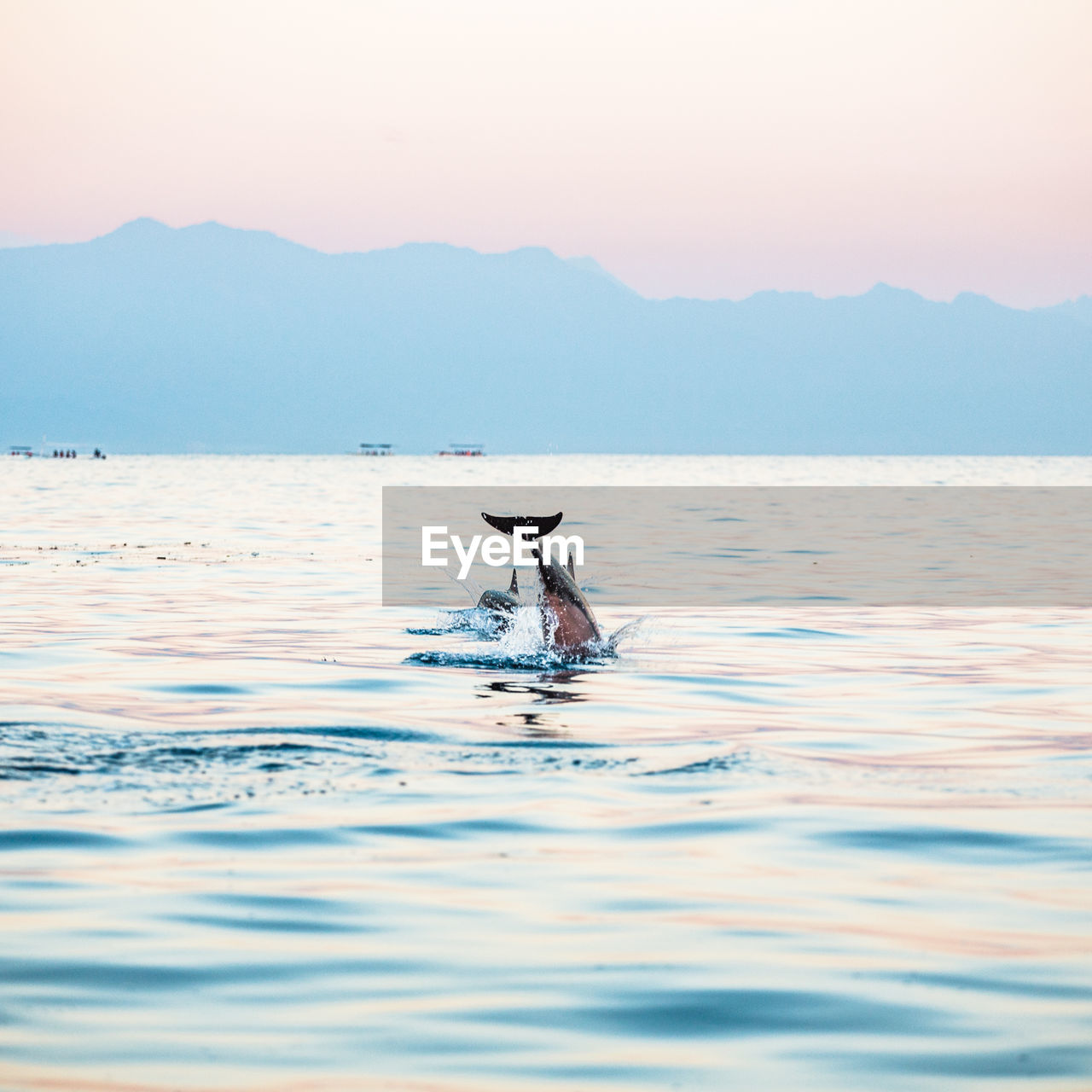 Dolphins in lake against sky during sunset