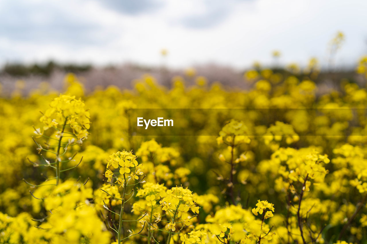 Yellow flowering plants growing on field