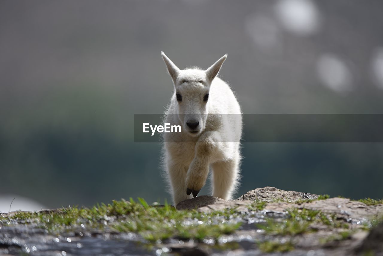 Portrait of kid goat walking on rocks