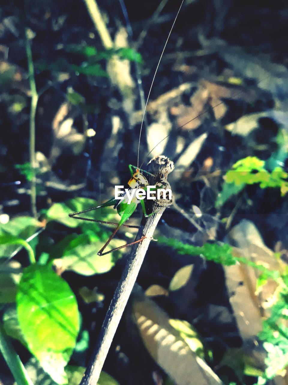 CLOSE-UP OF BUTTERFLY