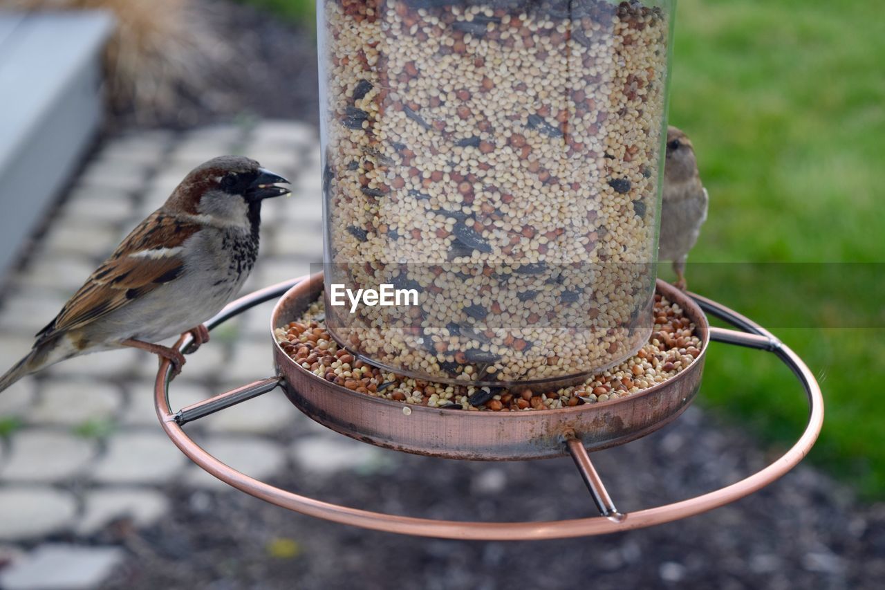 CLOSE-UP OF BIRD PERCHING ON FEEDER IN CONTAINER