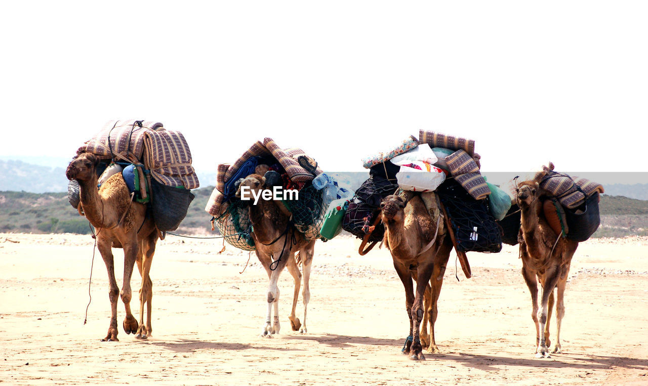 Packed dromedary camels walking on the beach.