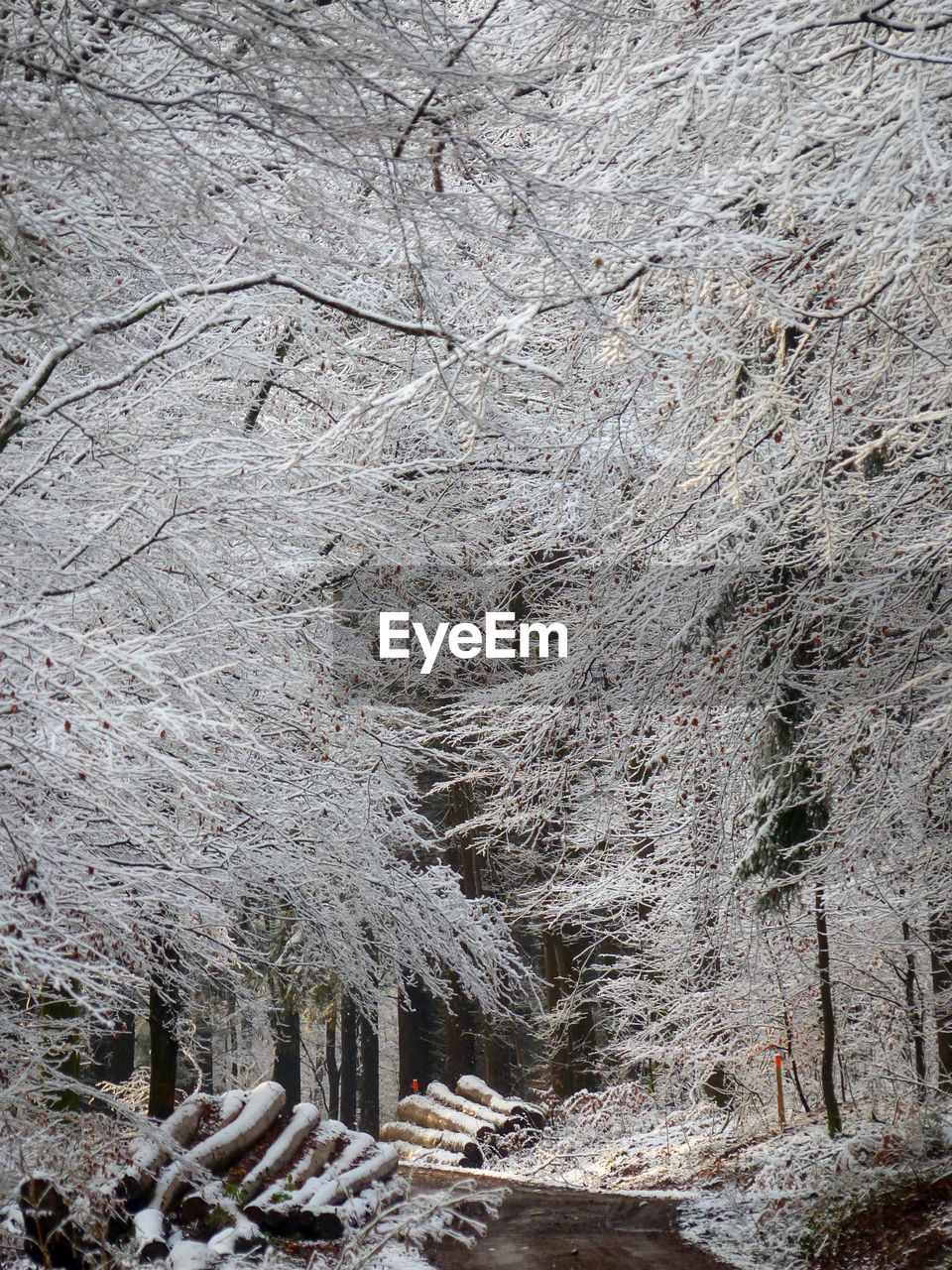 VIEW OF SNOW COVERED TREE