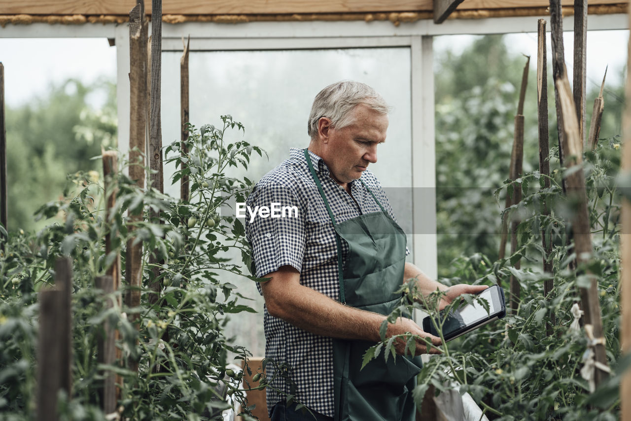 Mature man, gardener in greenhouse using digital tablet