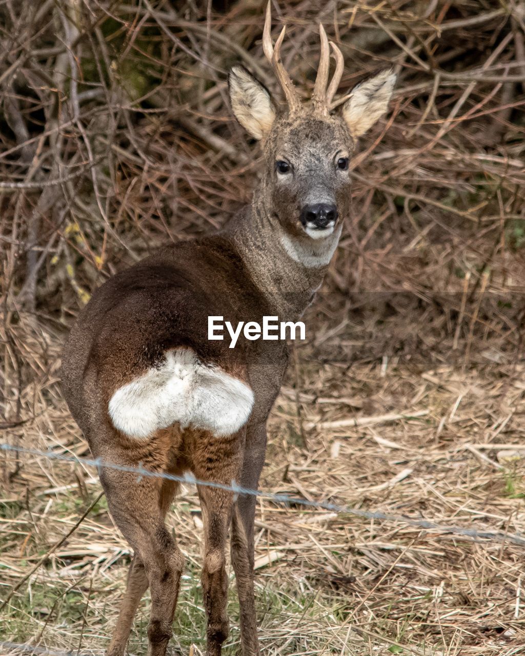 Male roe deer