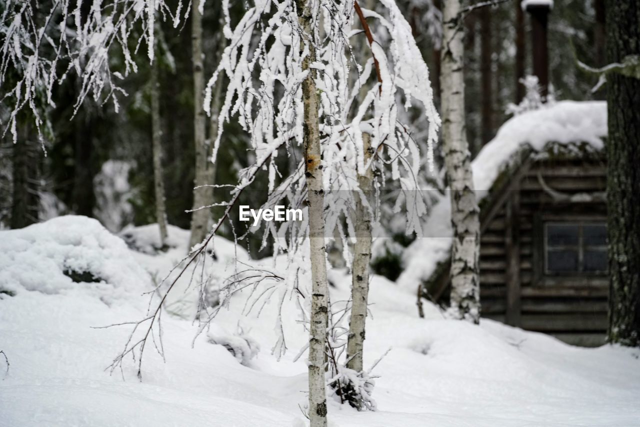 snow, winter, cold temperature, tree, plant, nature, freezing, beauty in nature, environment, land, white, frozen, tranquility, winter storm, day, no people, scenics - nature, tree trunk, forest, landscape, blizzard, trunk, tranquil scene, branch, architecture, outdoors, ice, non-urban scene, coniferous tree, snowing, covering, focus on foreground, pinaceae, built structure, pine tree