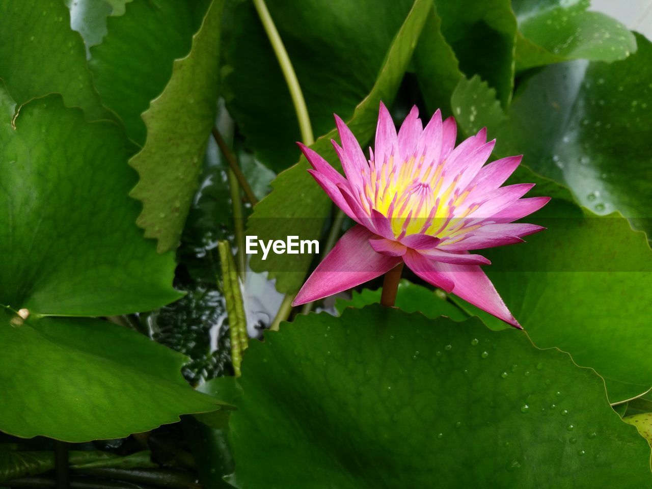 CLOSE-UP OF PINK LOTUS WATER LILY BLOOMING