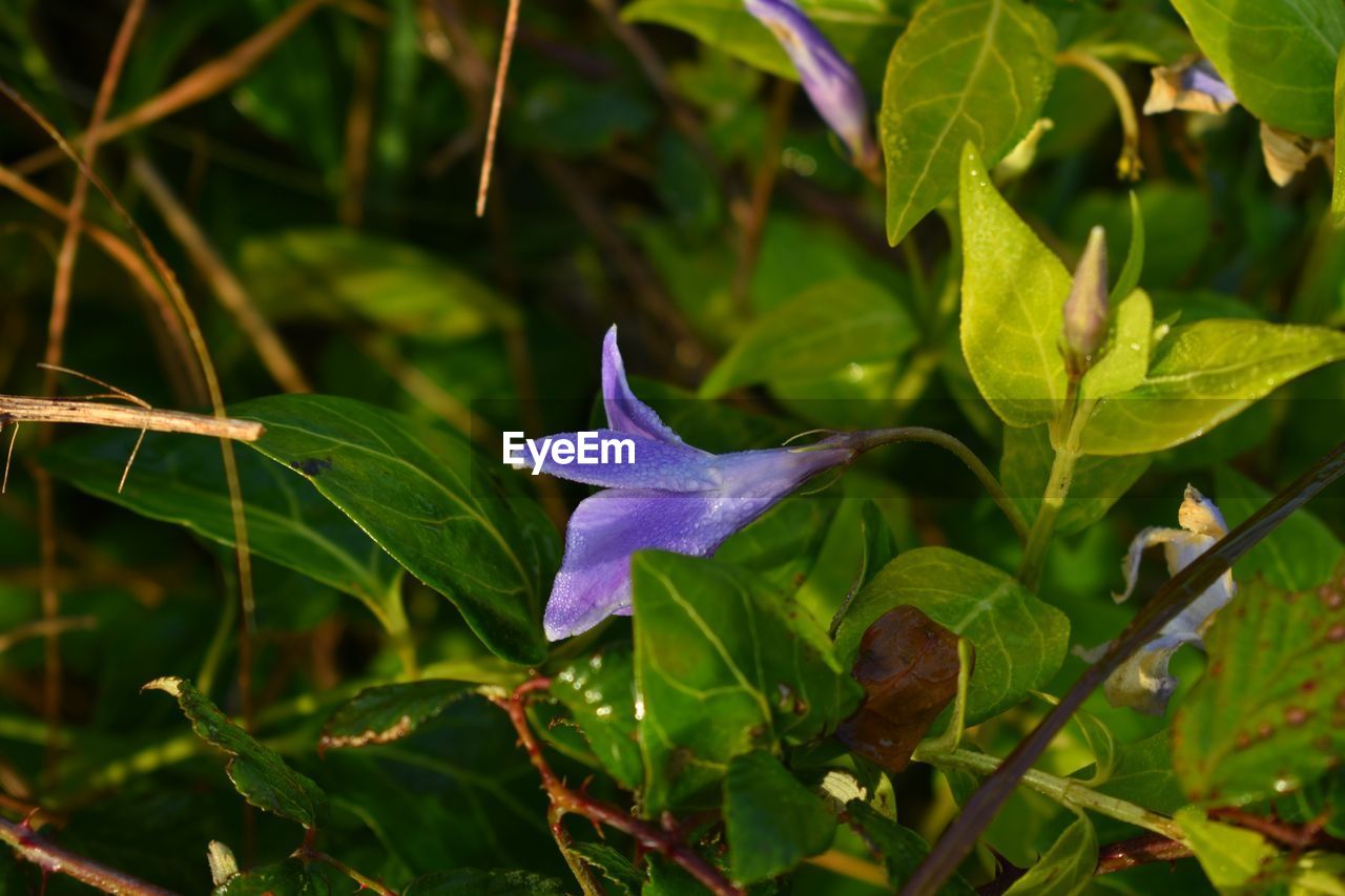 CLOSE-UP OF PURPLE FLOWERING PLANT LEAVES ON BRANCH