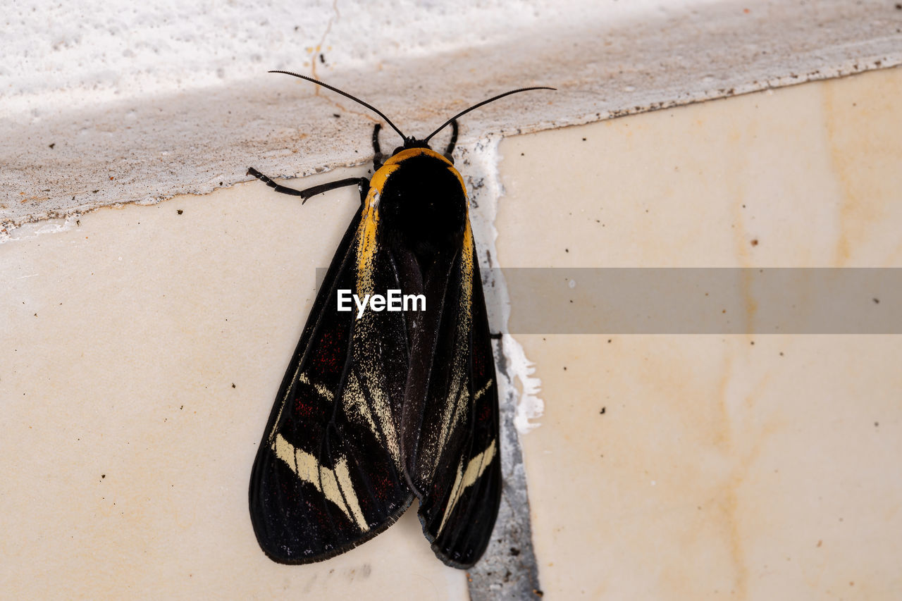 CLOSE-UP OF BUTTERFLY ON THE WALL