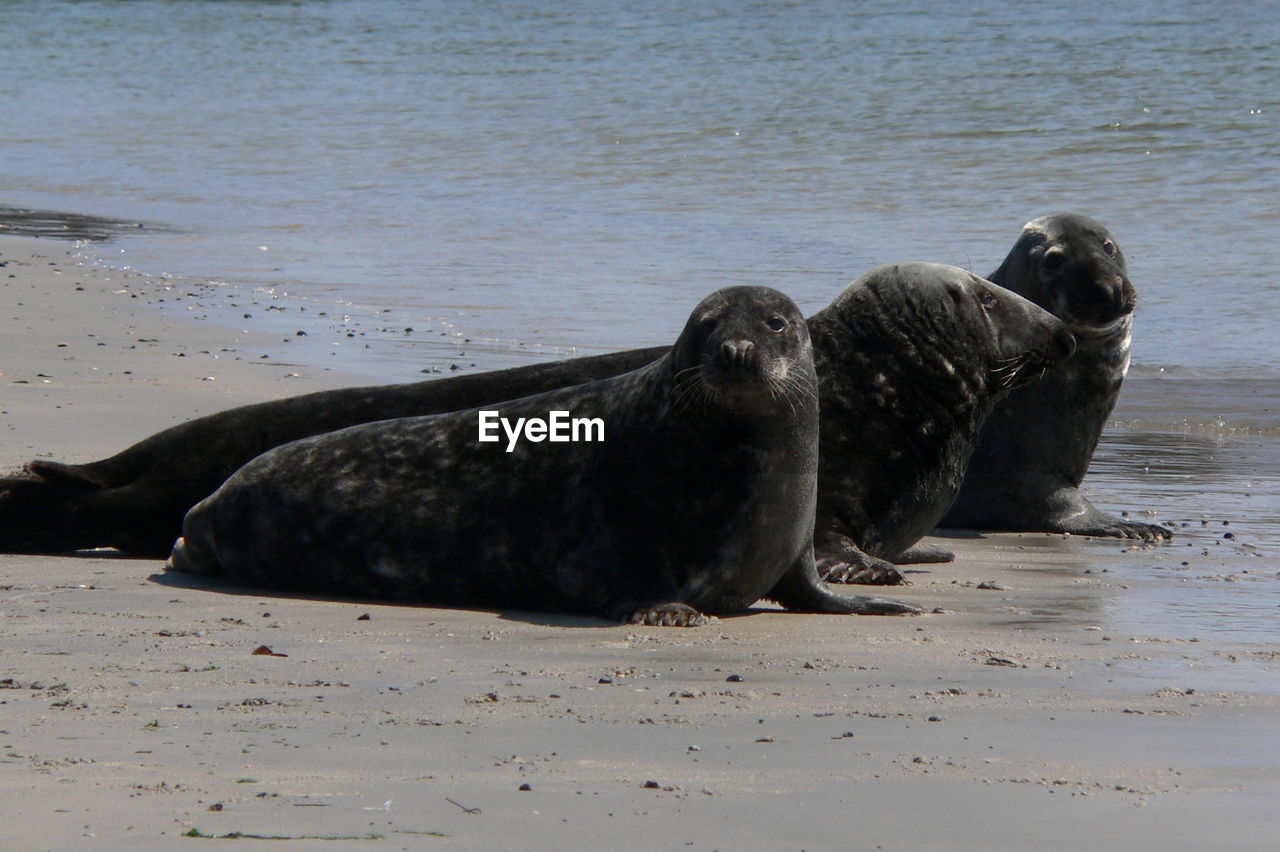Seals resting on beach