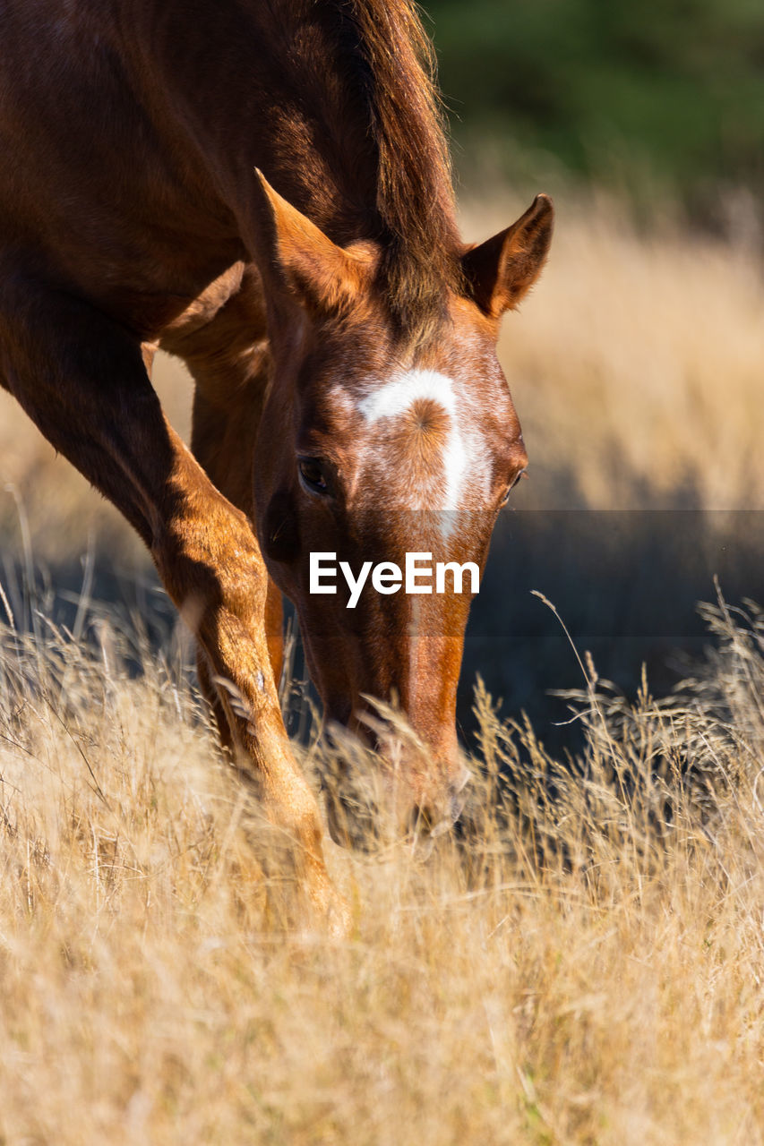 Close up of a horse