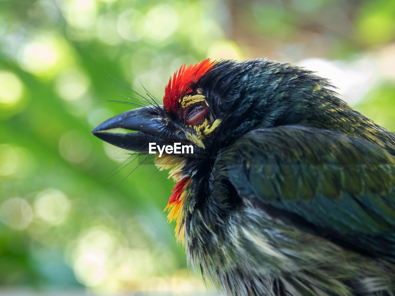 animal themes, animal, bird, one animal, animal wildlife, beak, nature, wildlife, animal body part, close-up, multi colored, feather, no people, outdoors, portrait, black, green, environment