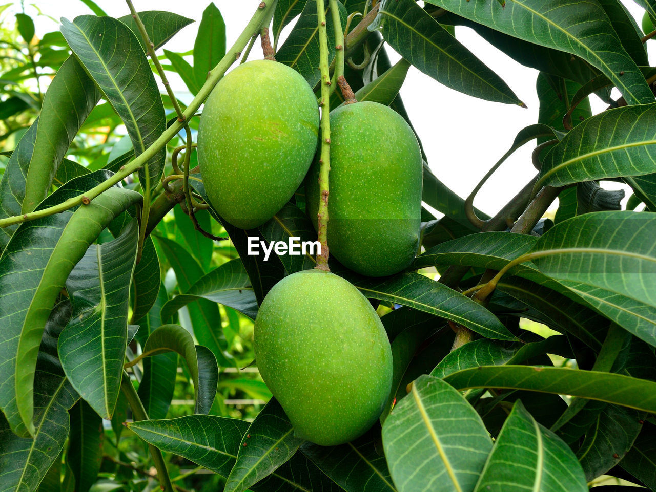 Close-up of fresh green mangos on tree