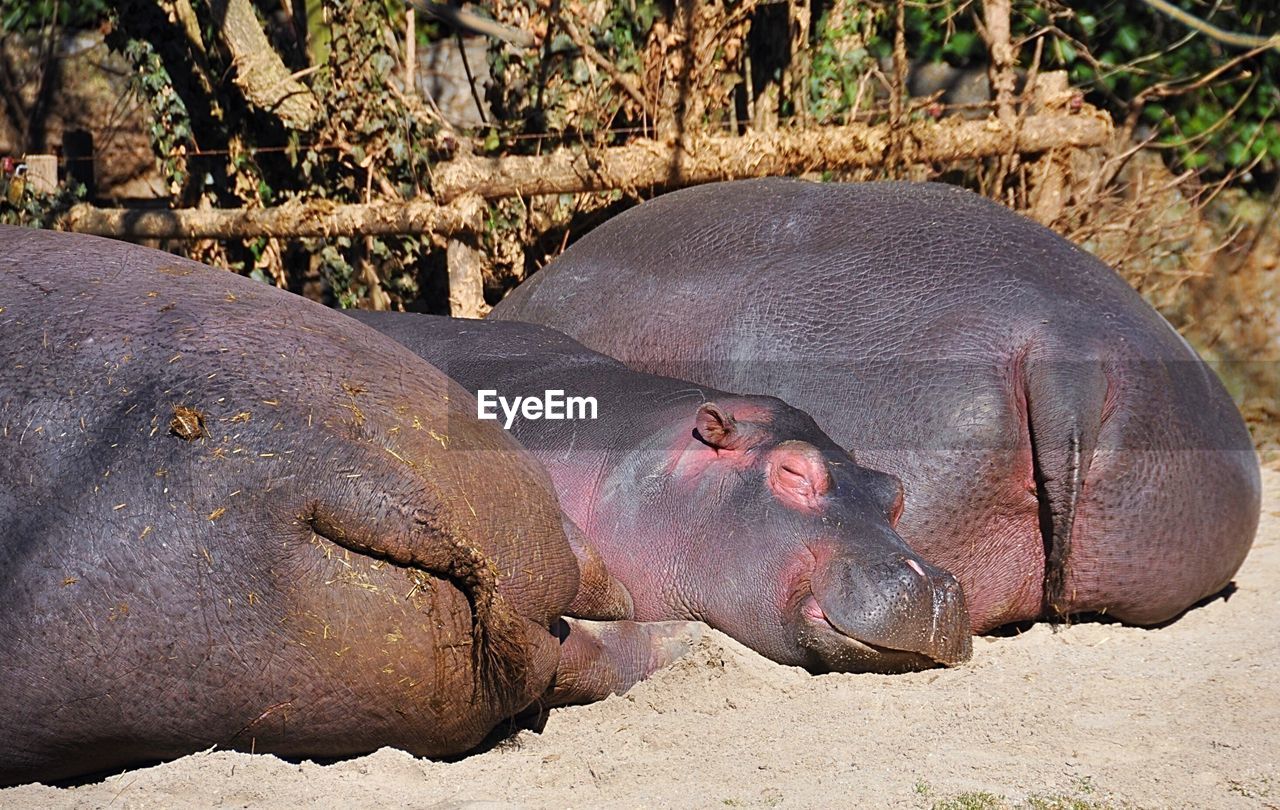 Close-up of hippopotamus sleeping