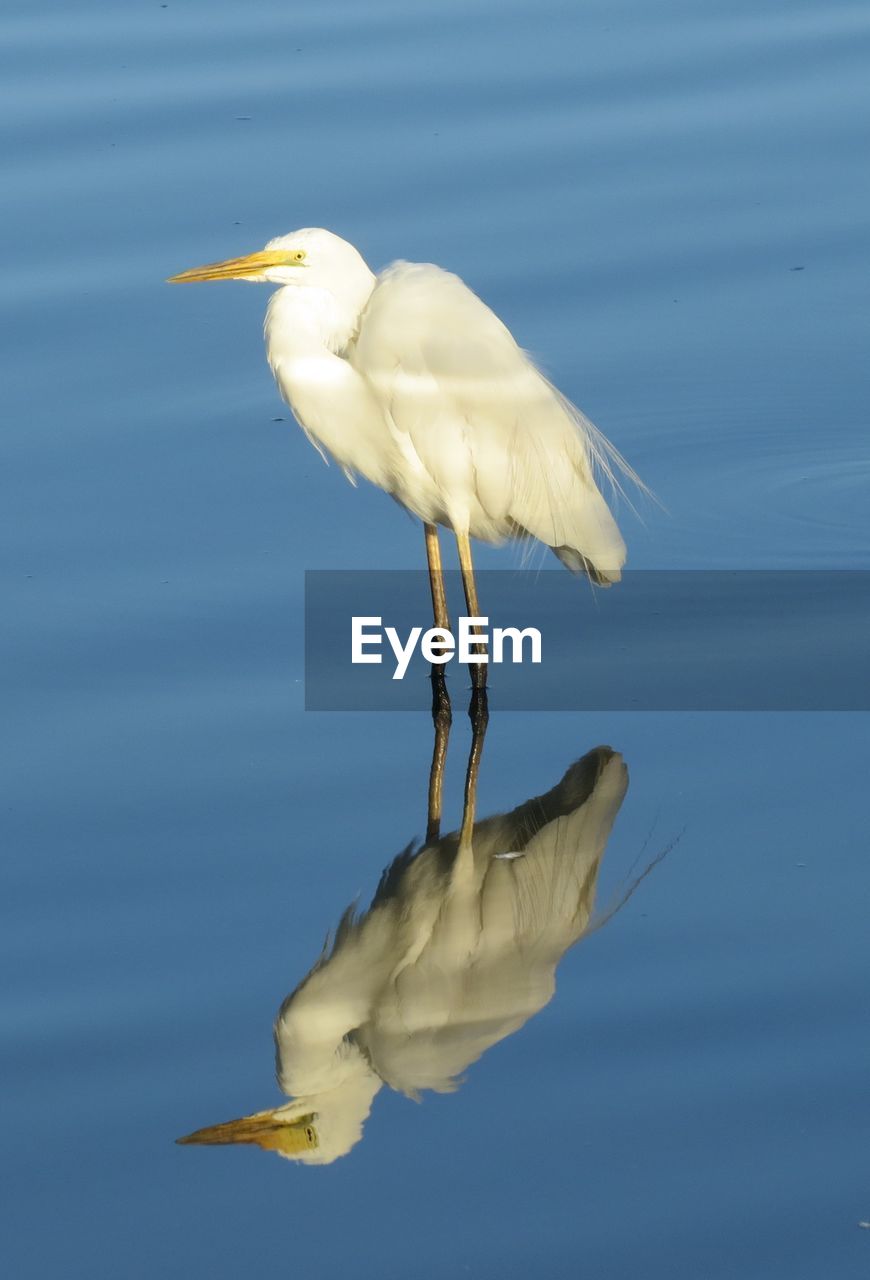 White egret in sea