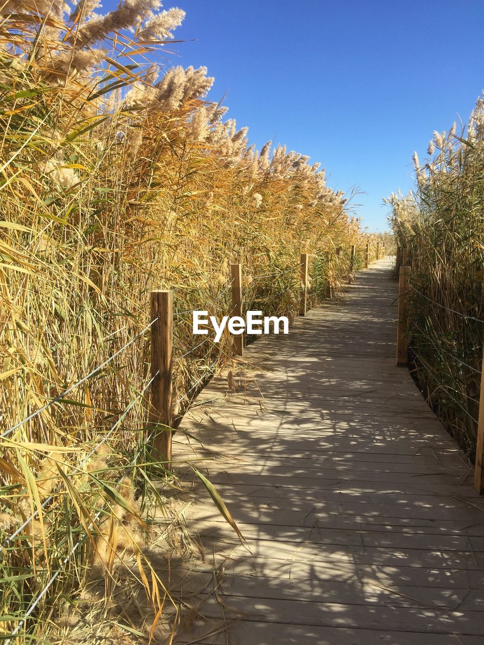 Boardwalk amidst plants against clear blue sky