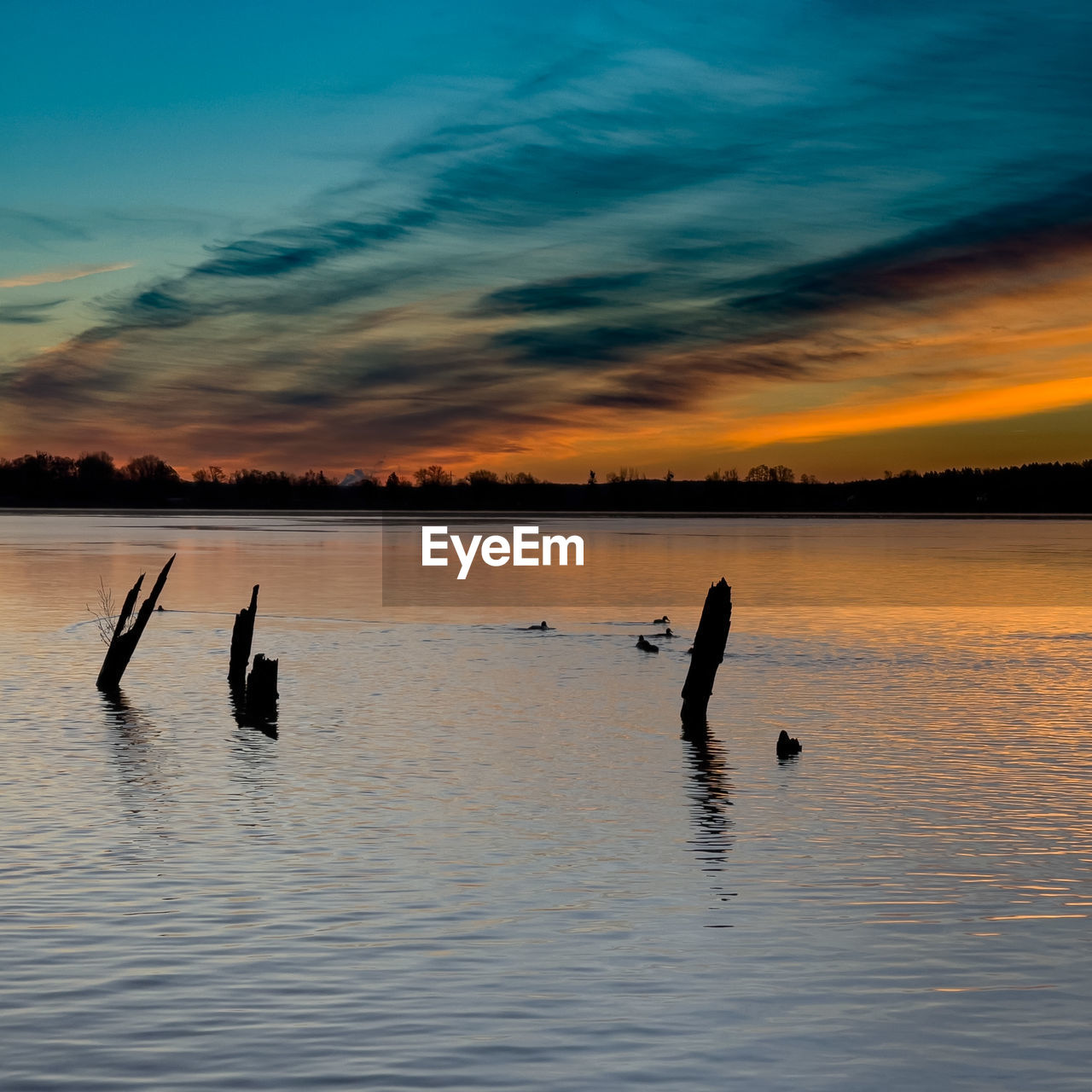water, sky, sunset, reflection, beauty in nature, animal, nature, sea, horizon, animal themes, wildlife, animal wildlife, silhouette, scenics - nature, shore, group of animals, bird, tranquility, dawn, cloud, evening, tranquil scene, ocean, wave, outdoors, swimming, no people, orange color, non-urban scene, waterfront, bay