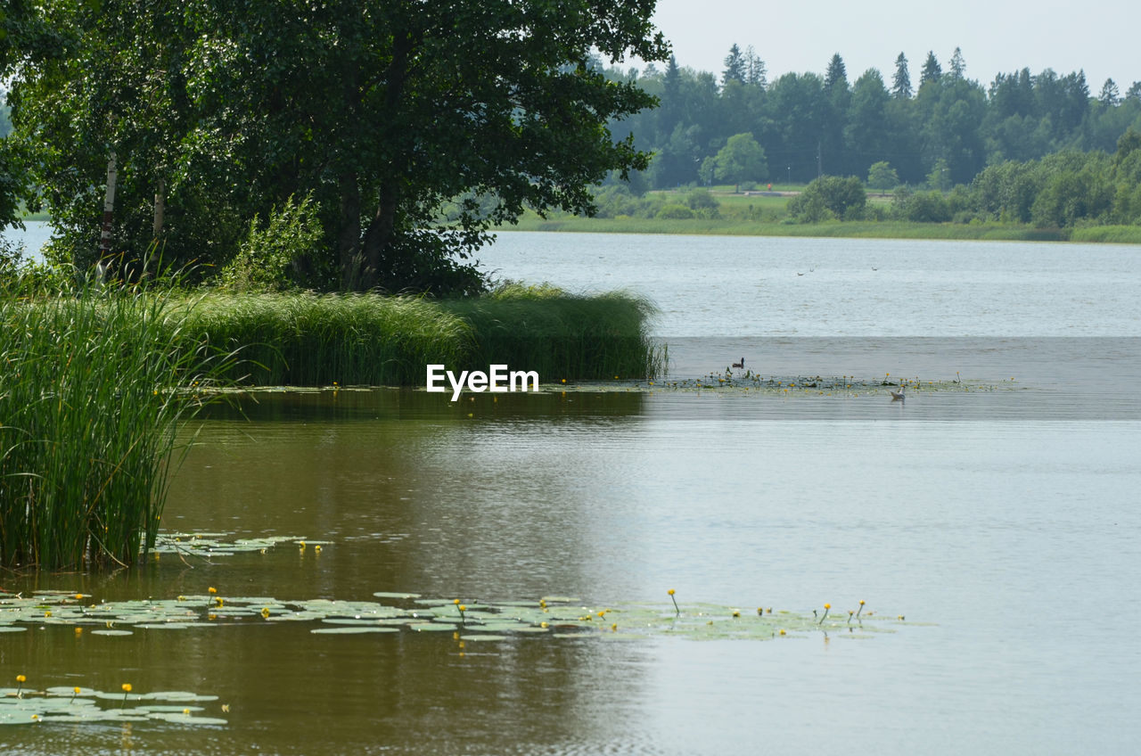 SCENIC VIEW OF LAKE WITH TREES IN BACKGROUND