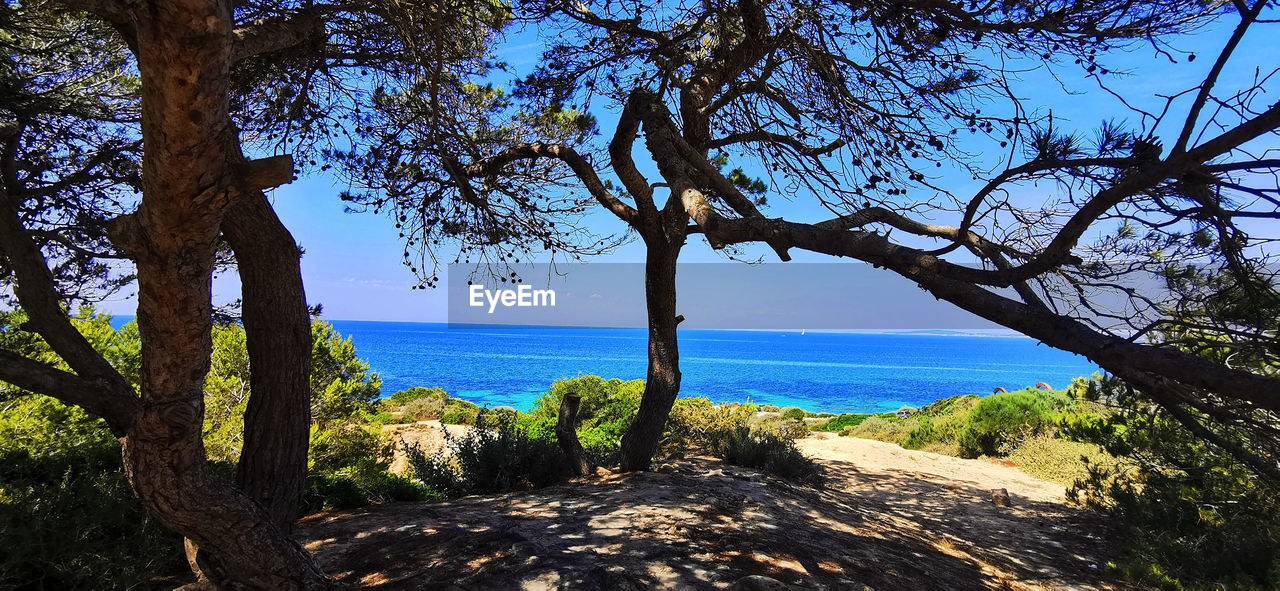 SCENIC VIEW OF TREES BY SEA AGAINST SKY