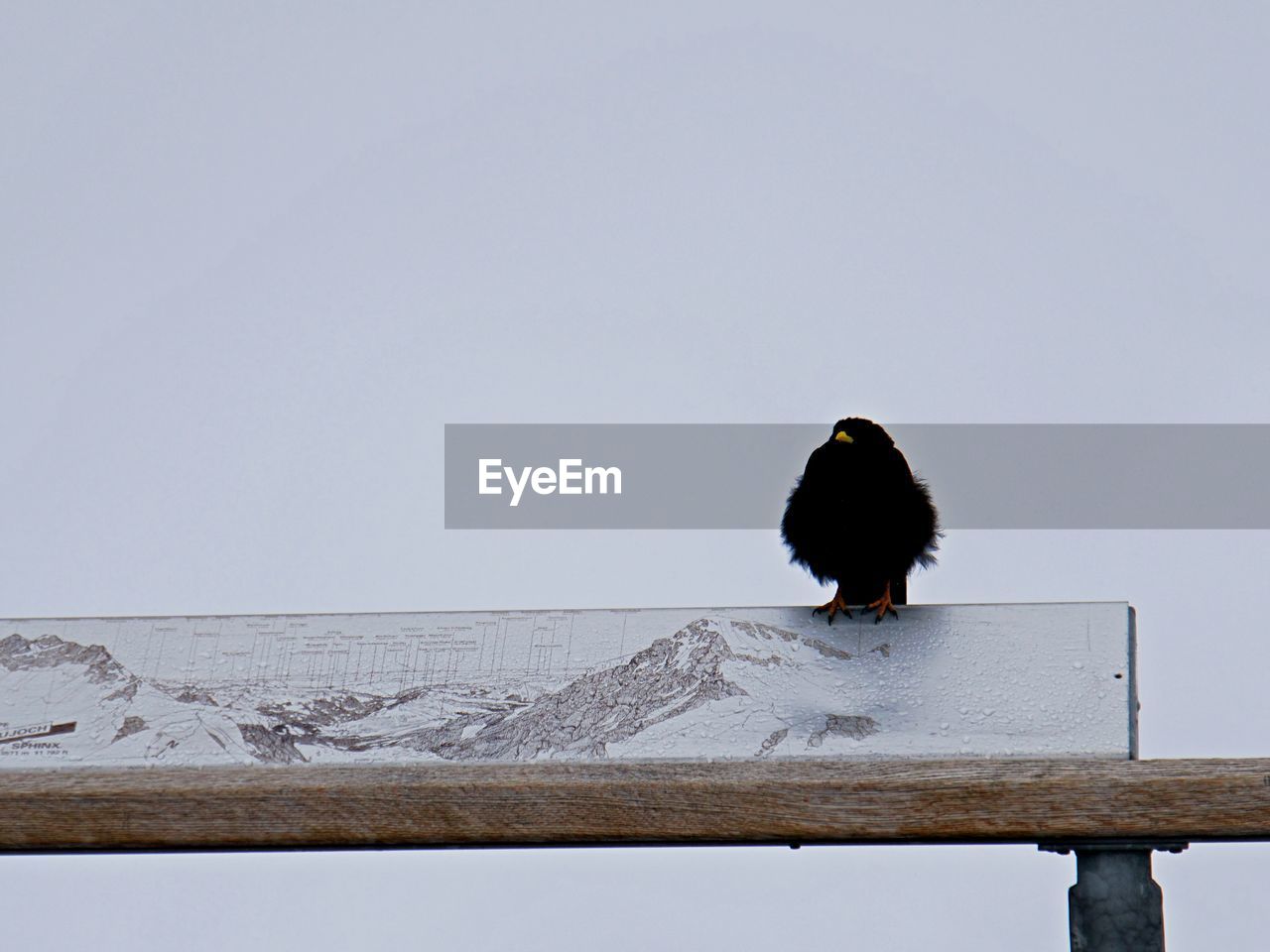Bird perching on a snow covered landscape