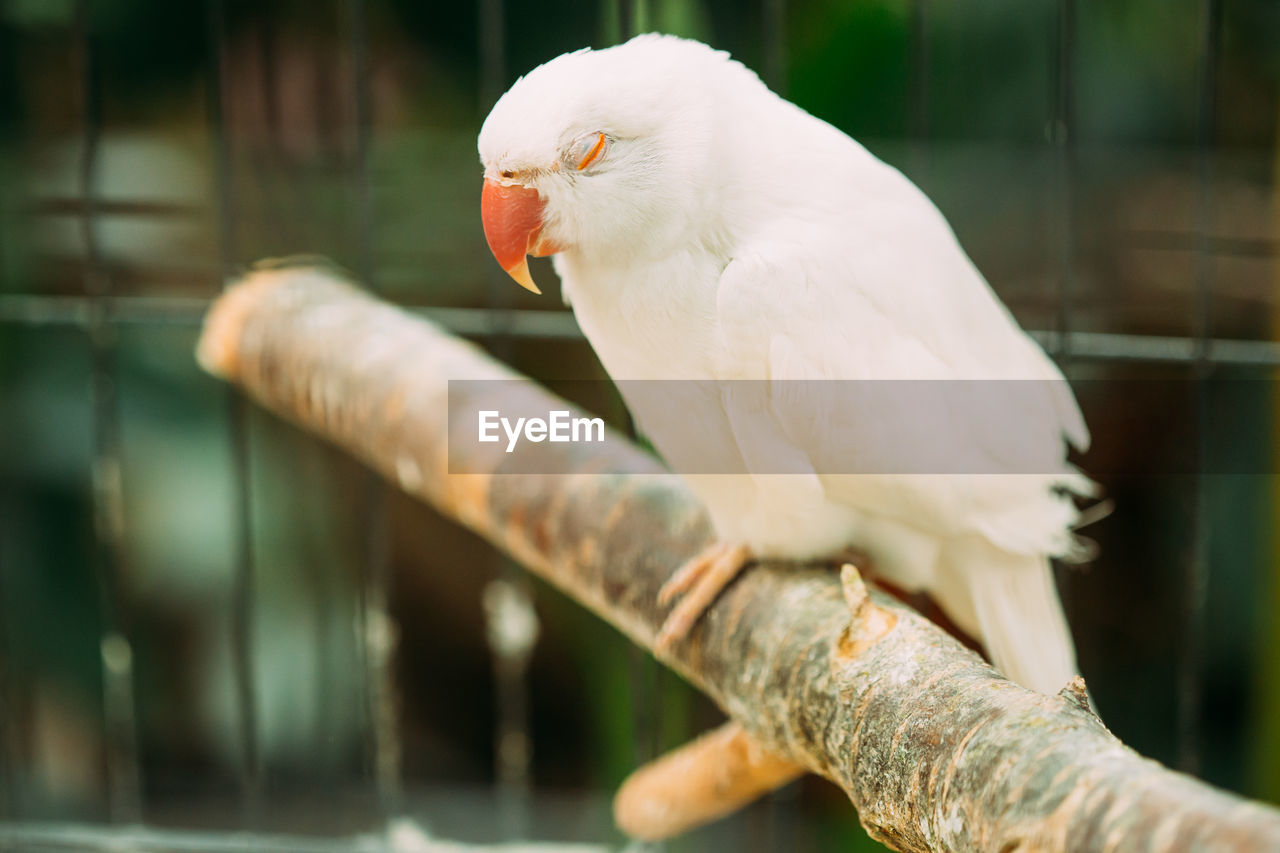 CLOSE-UP OF BIRD PERCHING ON TREE