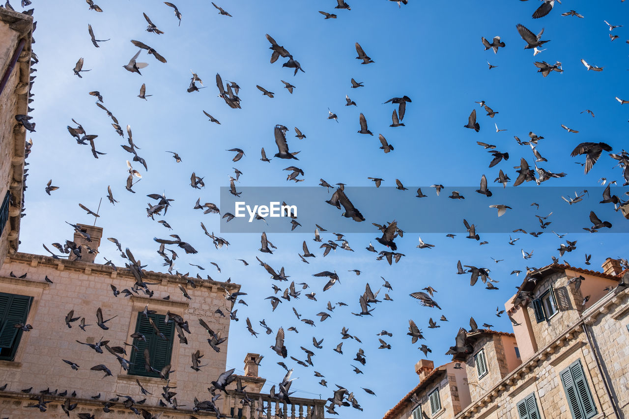low angle view of birds flying against clear sky