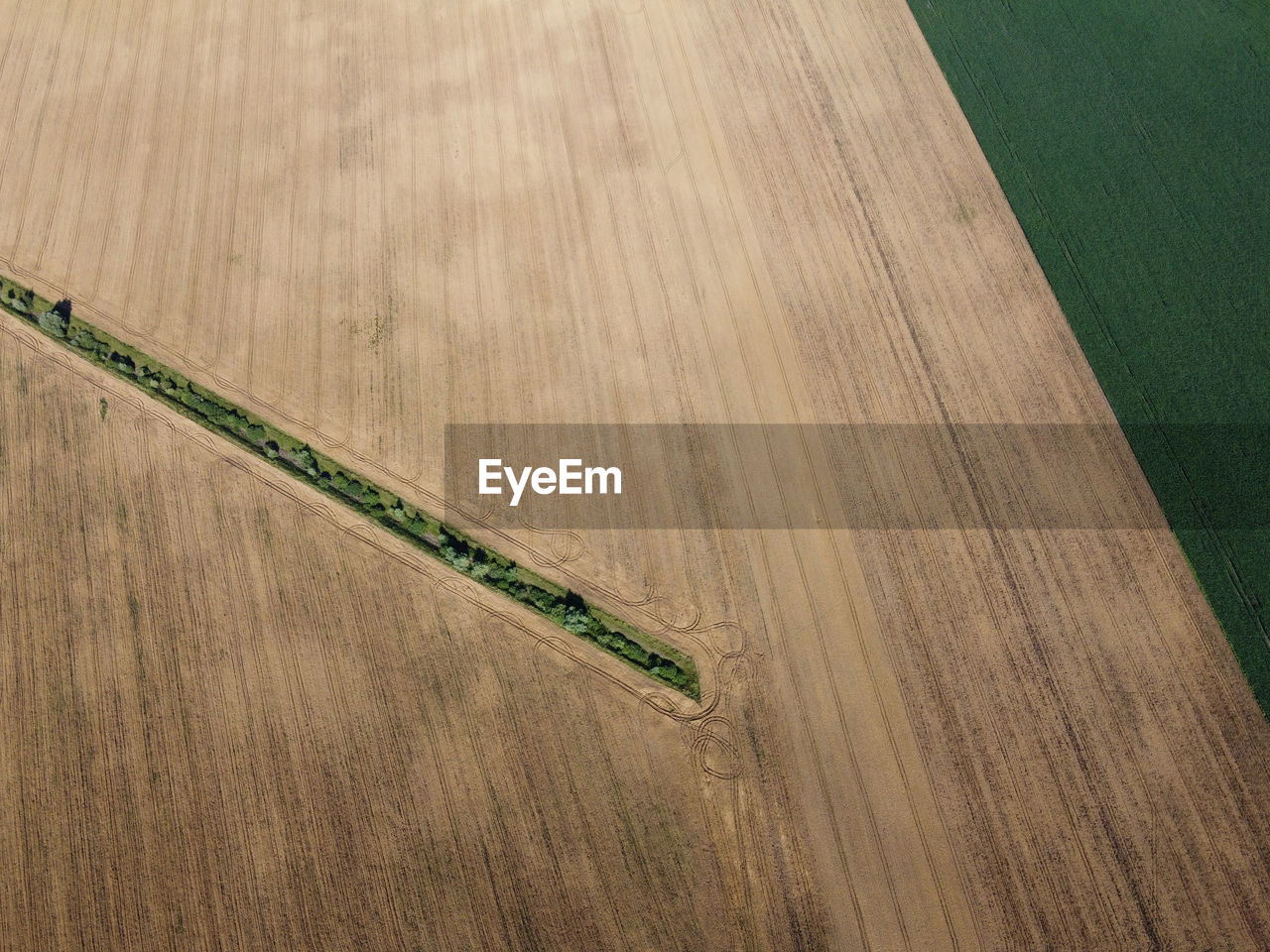 HIGH ANGLE VIEW OF PLANT ON WOODEN TABLE