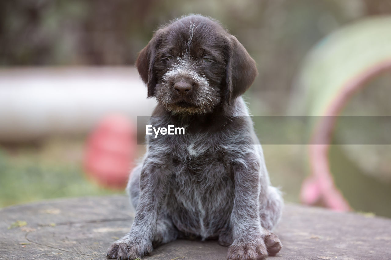 Close-up of a german wiredhair puppy sitting outdoor looking away