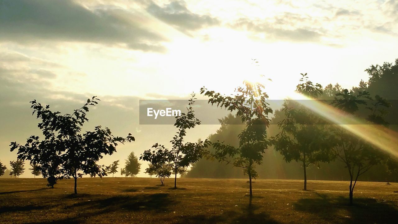 Silhouette trees growing on field against sky during sunset