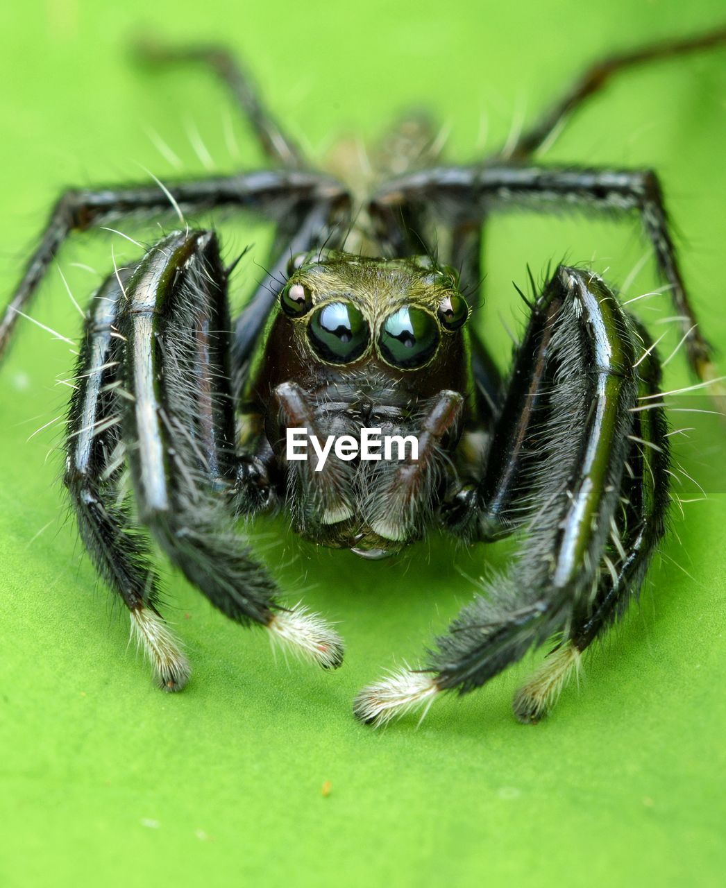 Close-up of hyllus keratodes jumping spider