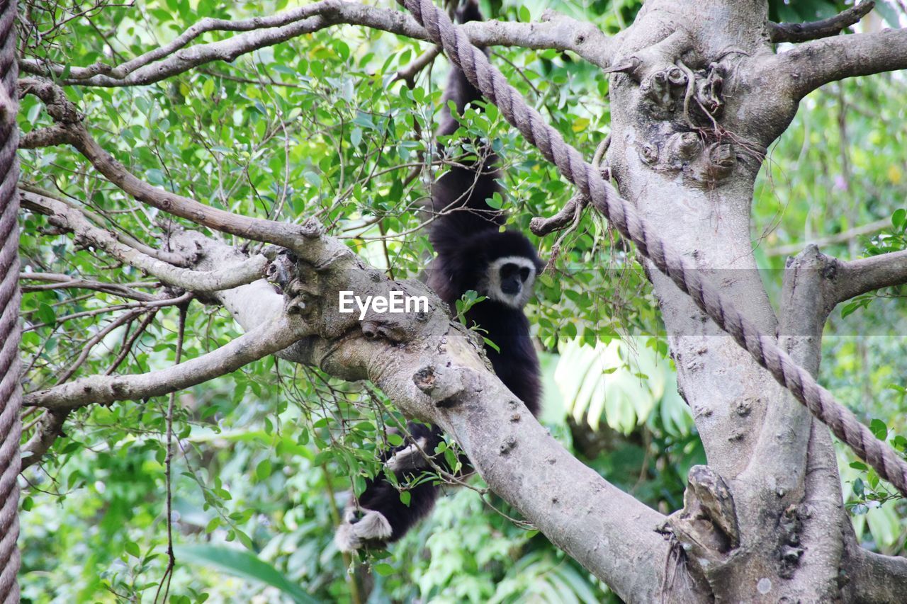 LOW ANGLE VIEW OF MONKEY ON TREE BRANCH