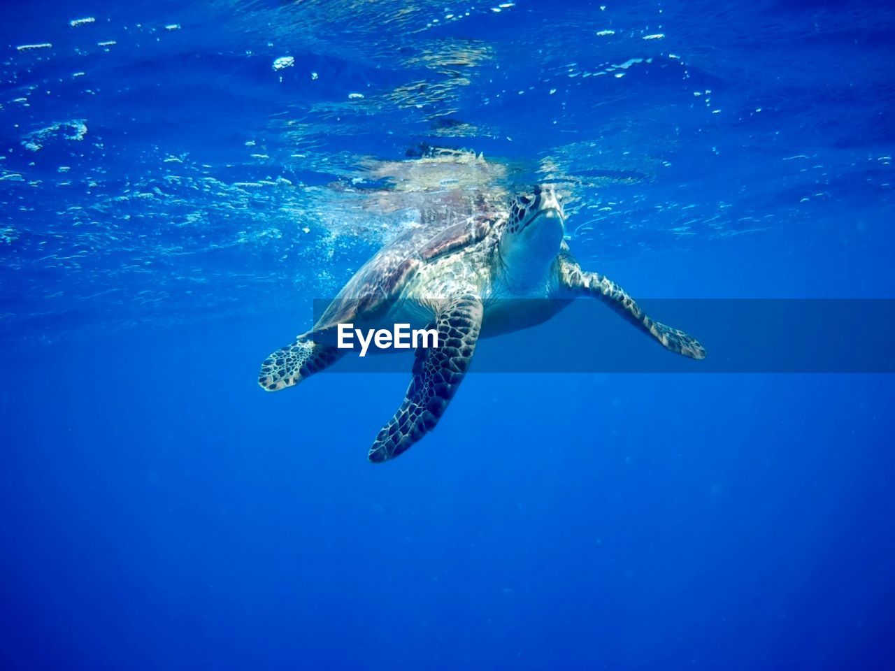 Turtle swimming in sea