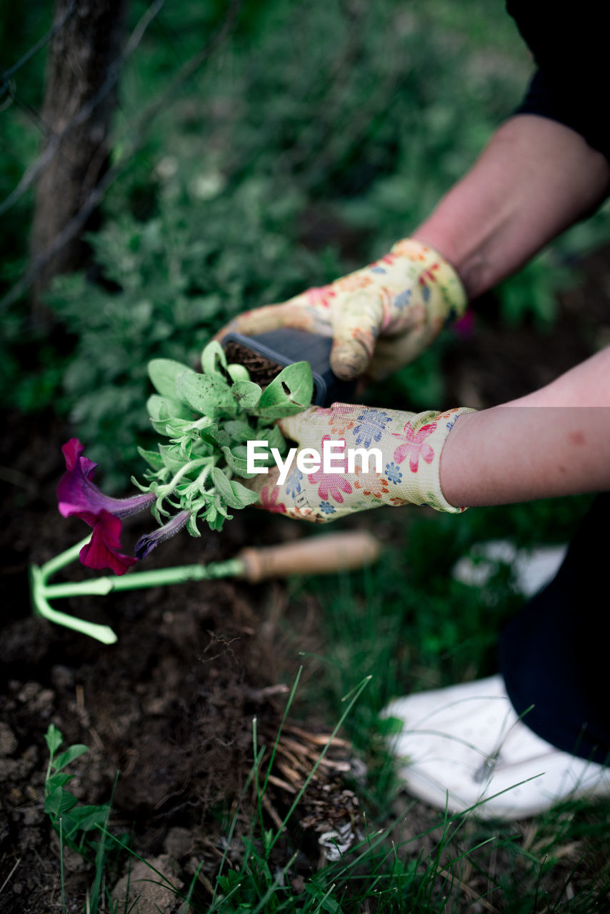 Gardener plants colorful herbs in garden soil.