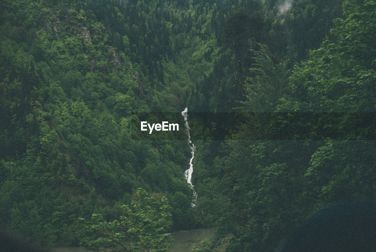 SCENIC VIEW OF RIVER AMIDST GREEN TREES IN FOREST