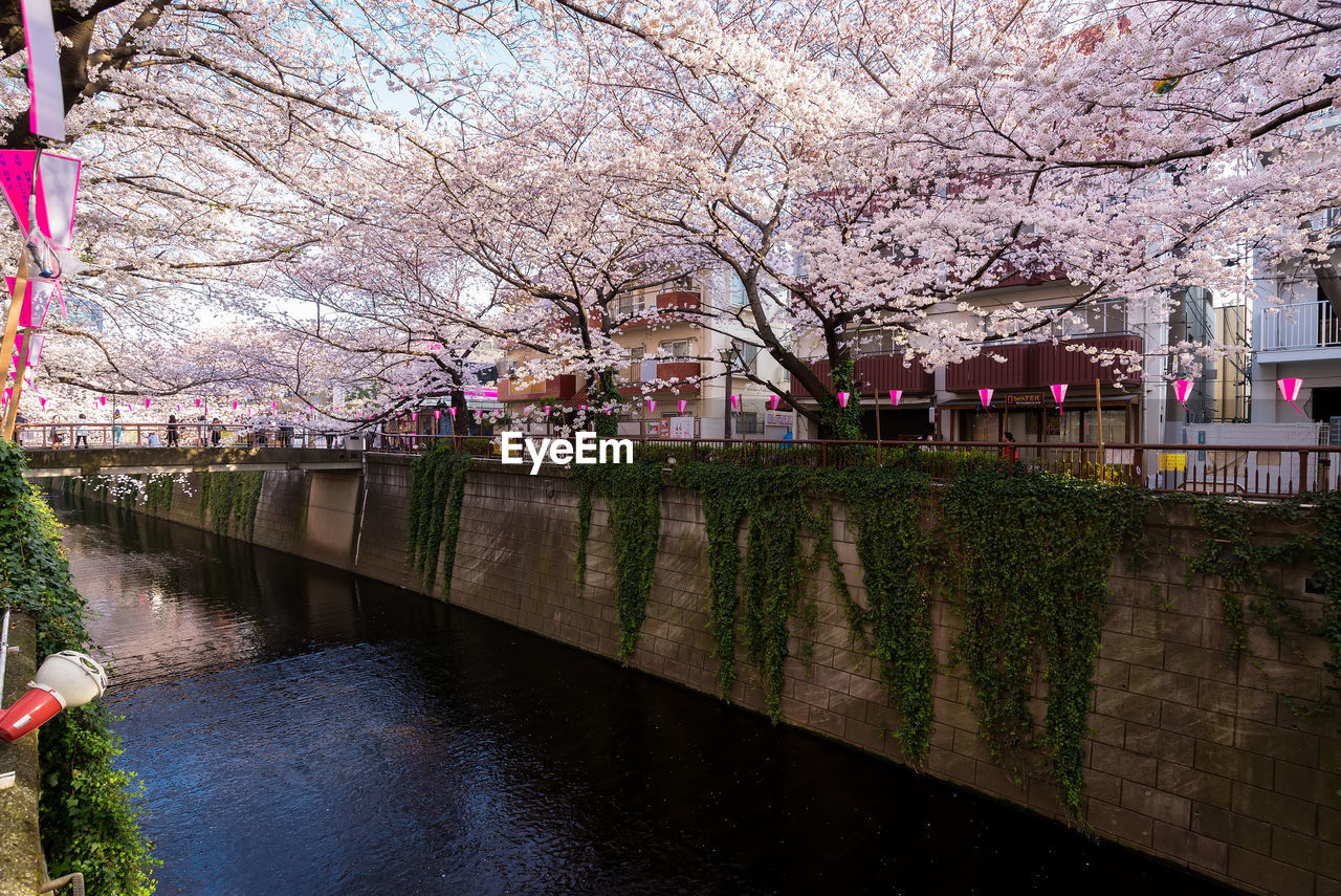 Pink cherry blossoms in city