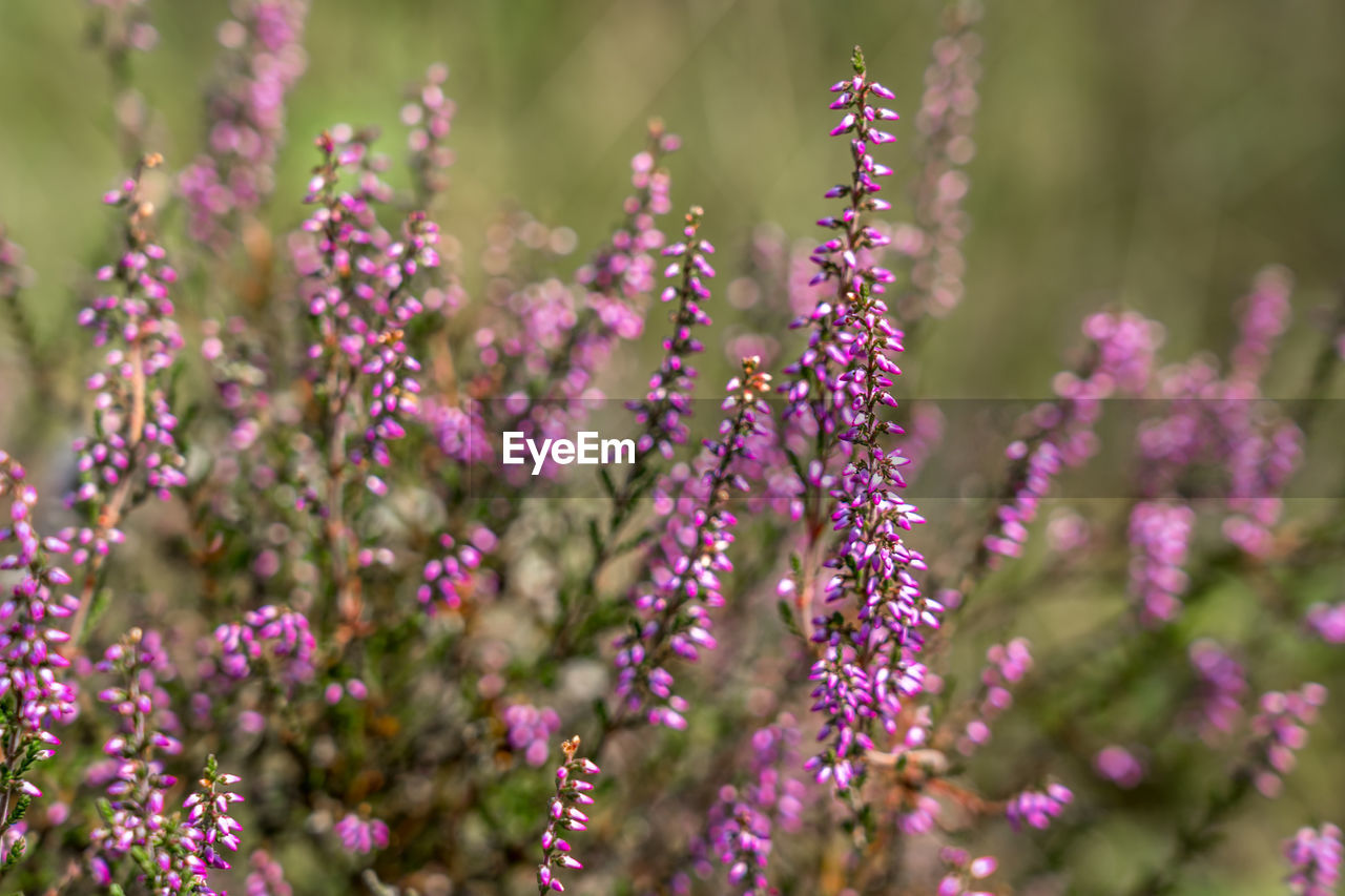 Close-up of purple flowering plants